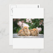 愛らしいウサギ ポストカード (正面/裏面)