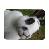 愛らしいウサギ マグネット (横)