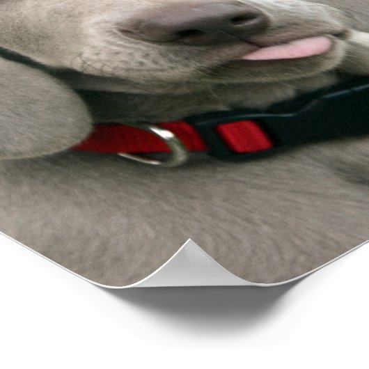 愛らしいウミガメの子犬 ポスター (角)