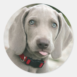 愛らしいウミガメの子犬 ラウンドシール