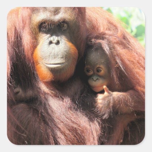 愛らしいオランウータンの親子とサムズアップ スクエアシール (正面)