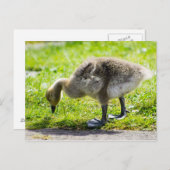 愛らしいカナダガチョウの幼鳥 ポストカード (正面/裏面)