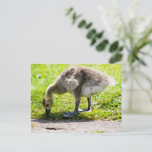 愛らしいカナダグースゴリング ポストカード (スタンド正面)