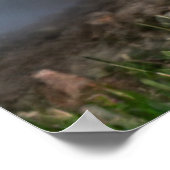 愛らしいカワウソが川岸に ポスター (角)