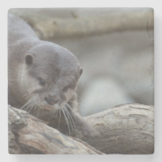 愛らしいカワウソ ストーンコースター (正面)