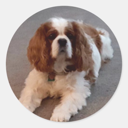 愛らしいキャリバリーキングチャールズスパニエル犬 ラウンドシール (正面)