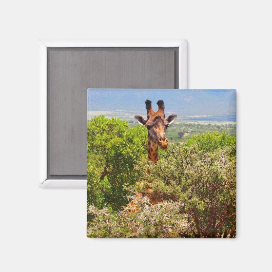 愛らしいキリンが木々の上で頭を突き出した マグネット (正面/裏面)