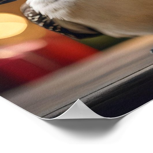 愛らしいクリスマス・クーカブラ ポスター (角)