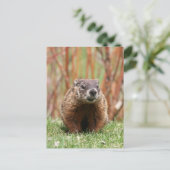 愛らしいグラウンドホッグ自然 ポストカード (スタンド正面)