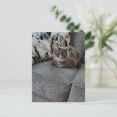 愛らしいグレーのタビー猫 ポストカード (スタンド正面)