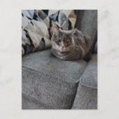 愛らしいグレーのタビー猫 ポストカード (正面)