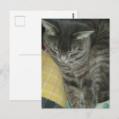愛らしいグレースリーピー虎猫子猫 ポストカード (正面/裏面)