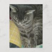 愛らしいグレースリーピー虎猫子猫 ポストカード (正面)