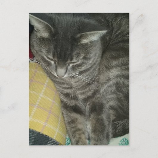 愛らしいグレースリーピー虎猫子猫 ポストカード (正面)