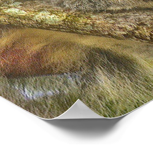 愛らしいコアラ・ベアのポスター ポスター (角)