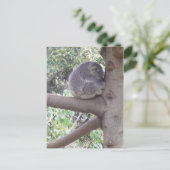 愛らしいコアラ ポストカード (スタンド正面)