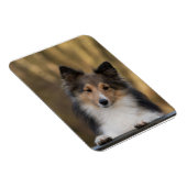 愛らしいシェットランド・ シープドッグ、シェトランドシープドッグカップ マグネット (右側)