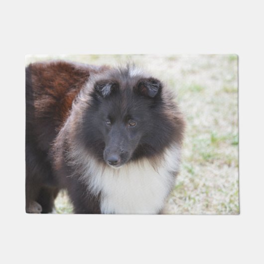 愛らしいシェットランド・シープドッグ ドアマット (正面)