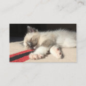 愛らしいシャム猫の写真動物の日気に 名刺 (正面)