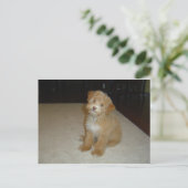 愛らしいシュヌードルパピー ポストカード (スタンド正面)