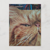愛らしいジンジャー子猫のコラージュ ポストカード (正面)
