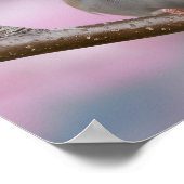 愛らしいスズメがさくらんぼの花の木に閉じる ポスター (角)