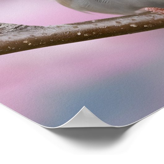 愛らしいスズメがさくらんぼの花の木に閉じる ポスター (角)