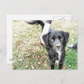 愛らしいスモーキーなポーズでカメラに向かって ポストカード (正面/裏面)