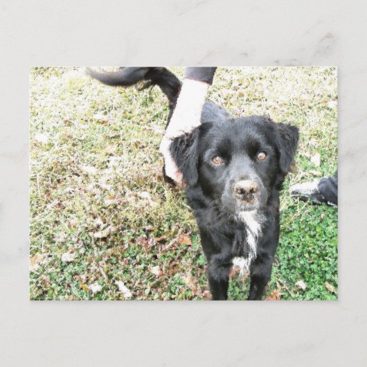 愛らしいスモーキーなポーズでカメラに向かって ポストカード (正面)