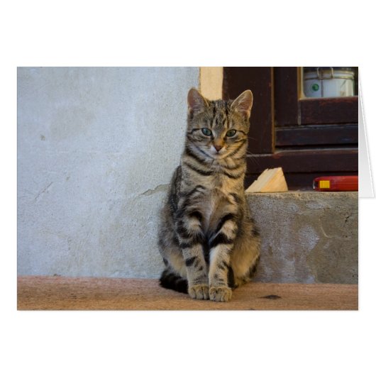 愛らしいタイガーキャットベビー (正面横)