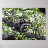 愛らしいタヌキのペアが木のポスターに ポスター (正面)