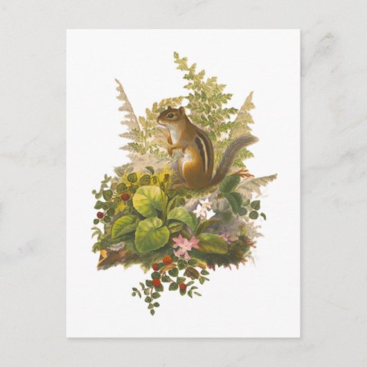 愛らしいチップマンクのヴィンテージイラスト ポストカード (正面)