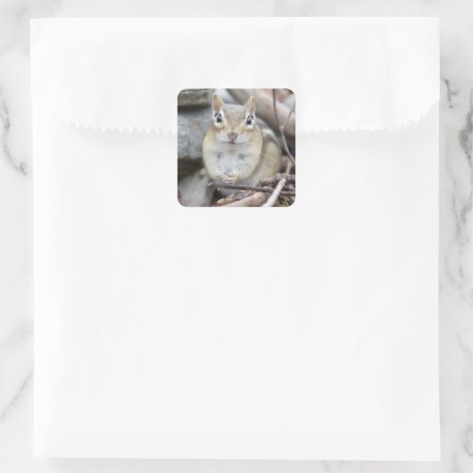 愛らしいチムンクの笑顔 スクエアシール (バッグ)