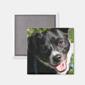 愛らしいチョリーキーパピー マグネット (正面/裏面)