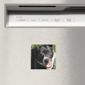 愛らしいチョリーキーパピー マグネット (インサイチュ (食洗機))