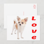 愛らしいチワワの子犬 ポストカード (正面/裏面)