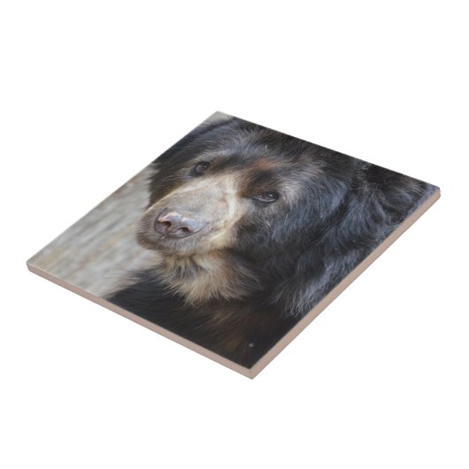 愛らしいツキノワグマ タイル (側面)