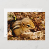 愛らしいティーンベビーチップムンク葉書 ポストカード (正面/裏面)