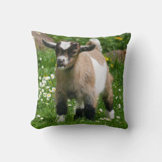 愛らしいナイジェリア人矮小山羊 クッション (正面)