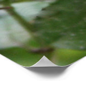 愛らしいハミングバードの写真 ポスター (角)