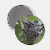 愛らしいハミングバード写真 マグネット (正面/裏面)