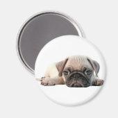 愛らしいパグの子犬 マグネット (正面/裏面)