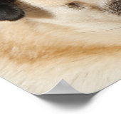 愛らしいパグ犬 ポスター (角)