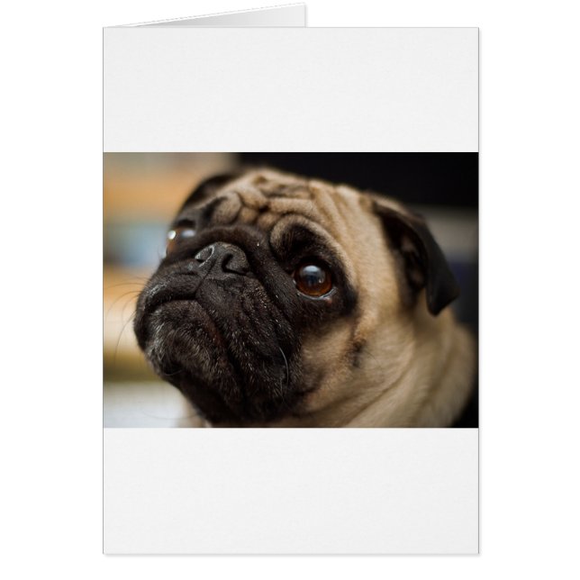 愛らしいパグ (正面)