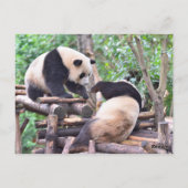 愛らしいパンダのクマが木に ポストカード (裏面)