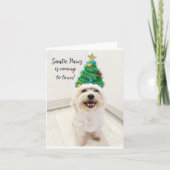 愛らしいビションフリーゼ マルチーズのクリスマスカード サンタパウズ カード (正面)