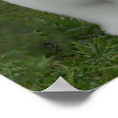 愛らしいビション ポスター (角)