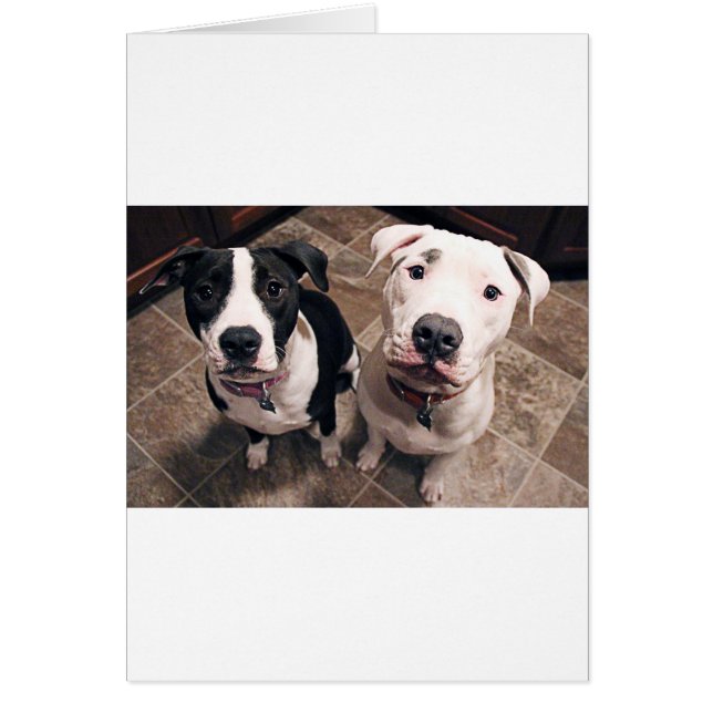 愛らしいピットブルの子犬 (正面)