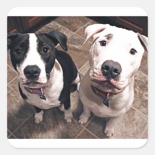 愛らしいピットブルの子犬 スクエアシール (正面)