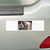 愛らしいピットブルの子犬 バンパーステッカー (車上)